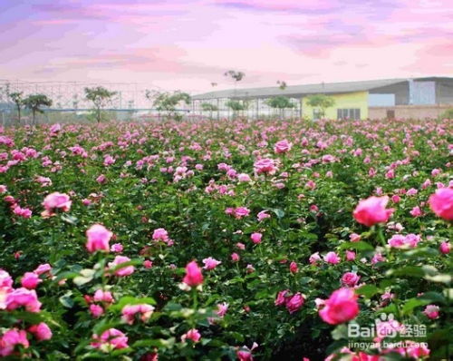 玫瑰世界？呵呵！