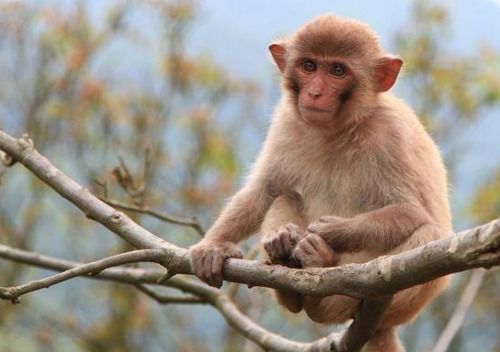 属猴女性感情是否容易花心？花心表现有哪些特征？