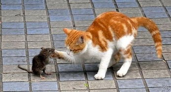 为什么在十二生肖里猫的身影却缺席了？