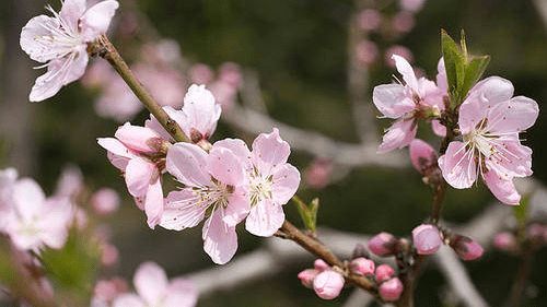 星座与桃花：那些让人神魂颠倒的玄学玩意儿