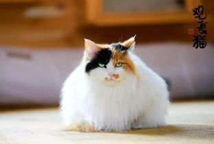 猫作为招财吉祥物，究竟叫什么名字最能够带来财运呢？