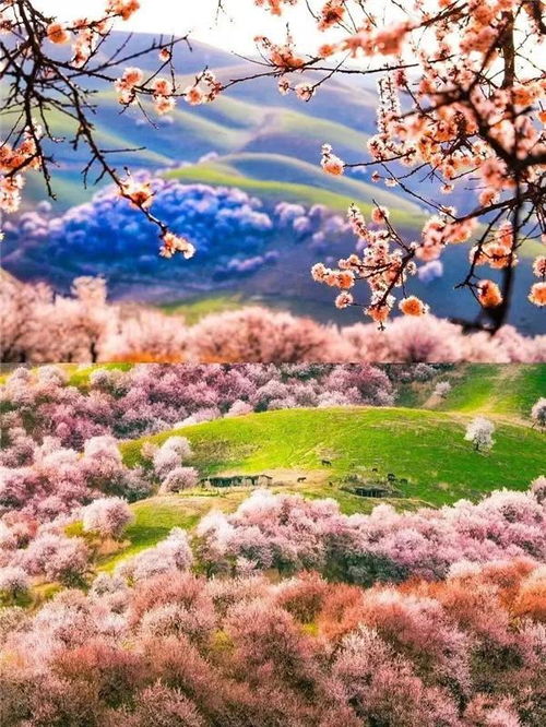 除了梨花，还有梗多花，多得你堪不过来