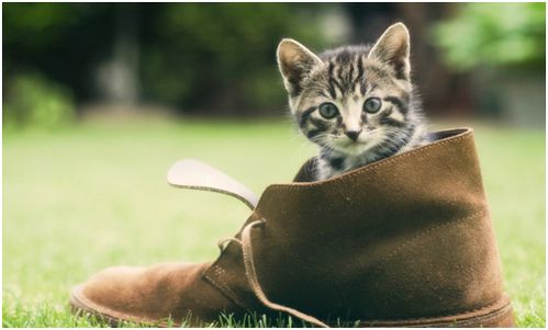 生肖与猫尾巴的神秘共振