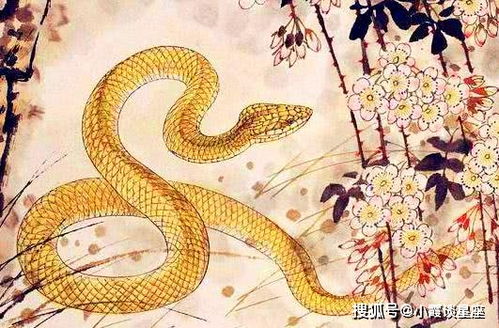 1977年属蛇人2026年健康运势如何，53年属蛇的生日礼物推荐是什么？