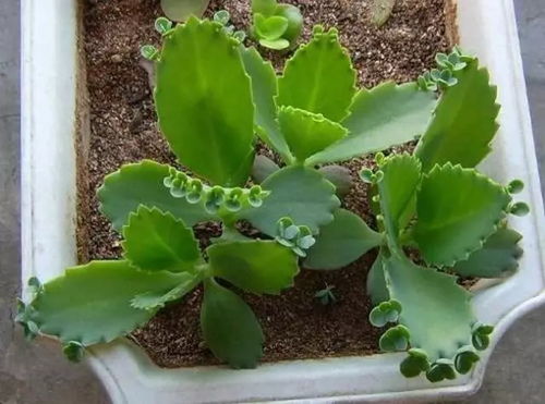 落地生根摆放位置,落地生根家里养风水好吗