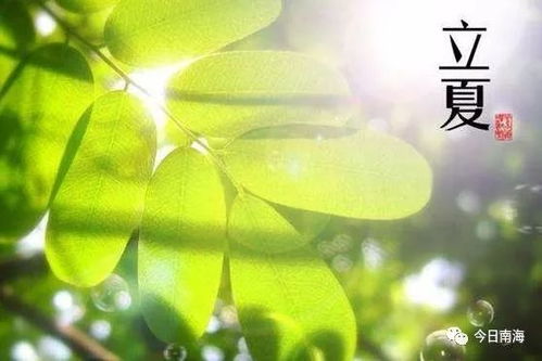 千年立夏风俗，杭州夏日风情传承爆款