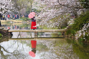 樱花谷：拍照圣地