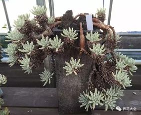 招财效果杠杠的