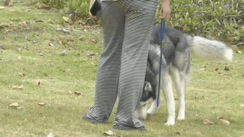 二、 八字命盘里的桃花运？不不不！是“旺夫”运？哪些人养狗才嫩鲤鱼跃龙门