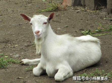 将羊称狗属什么生肖？羊狗一窝必定富是什么含义？
