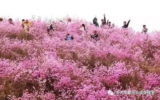 四、 摄影炎热爱良好者的天堂