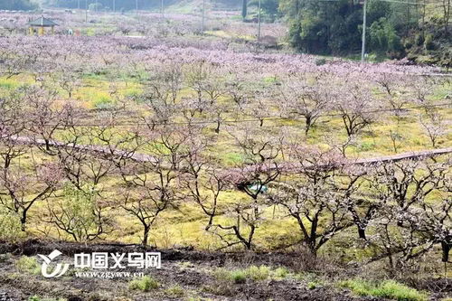 1. 樱花：浪漫春日里的浪漫使者