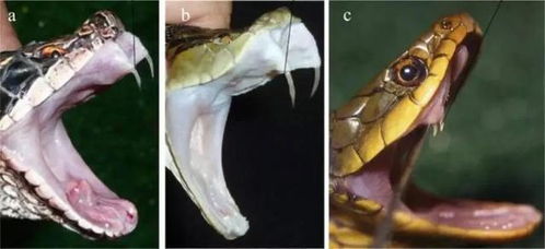 堪见一床不睡两条蛇，这究竟预示着什么不祥之事？