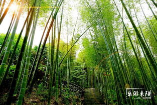 蔡伦竹海：那个让我钱包哭泣的绿色地狱