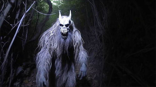 午夜惊魂的阴阳五行——黑影森林里的生肖密码