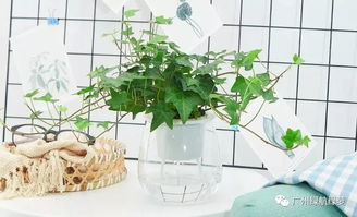 卧室绿植摆放风水禁忌,卧室摆放什么好风水