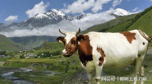 颜色的选择与象征意义