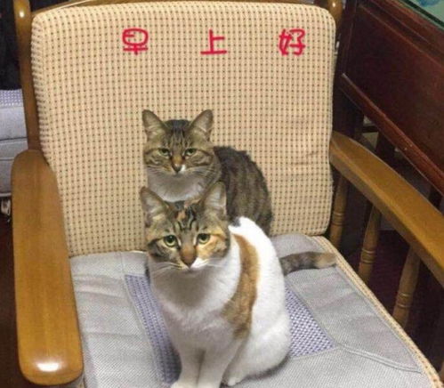 猫跟着你走，是不是预示着什么特别的征兆？