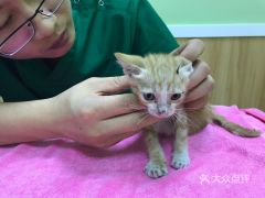 佛山属马帅哥电话如何查询？属马佩戴龙牌有何特殊含义？