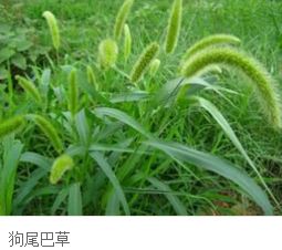 兔尾巴草图案寓意风水,兔尾巴草图案寓意风水