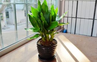 1980年属猴适合养鱼吗,1980年适合养什么植物