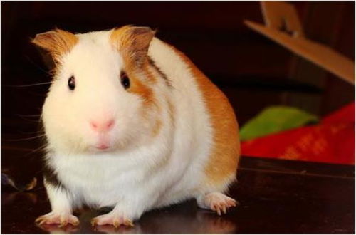 属鼠的贵人属相是哪个生肖，这究竟是什么意思呢？