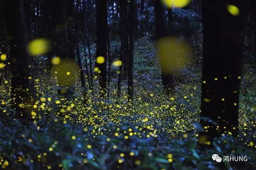 夜半的笛声