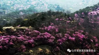最佳赏花地， 你不可错过的美景