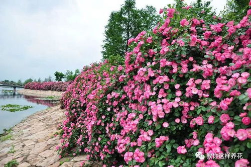 一、探寻大兴月季，春季赏花新地标