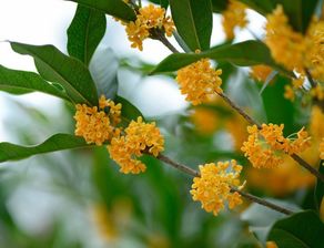 为哪些不能把桂花树种在门口？
