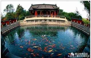 #噪音#：松鼠啃壳声 + 风吹树叶沙沙 + 僧侣低吟佛号（配合背景音乐）