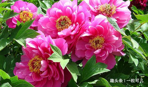 洛阳美食！不吃白来！吃了更白来！