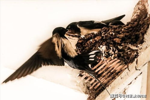 不安的夜晚与五行乱象