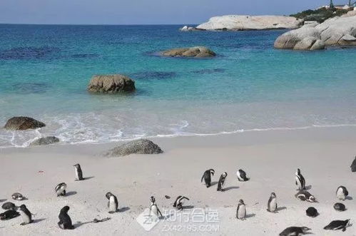 冬日海滩：企鹅比人多！