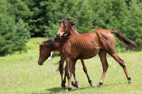 午马：天马行空任我行， 小心乐极生悲