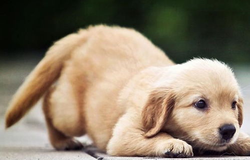 狗狗取名字有讲究吗,狗狗取名风水讲究男女