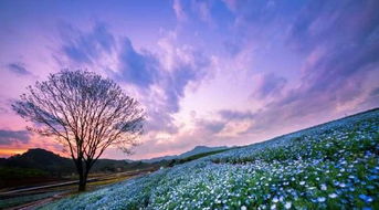 时间节点：五一假期 – 赏花的黄金时段