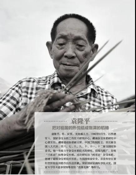 袁隆平院士与生肖猪的命理交织