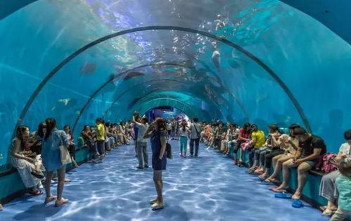 第二天：海洋公园&五四广场——玩转童心与雕塑
