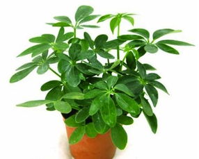 属鼠的人摆放哪种植物可以招财呢？