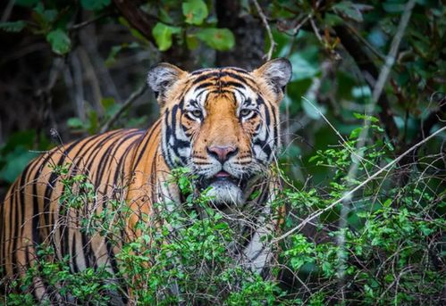 进阶派：风水布局与环境改善