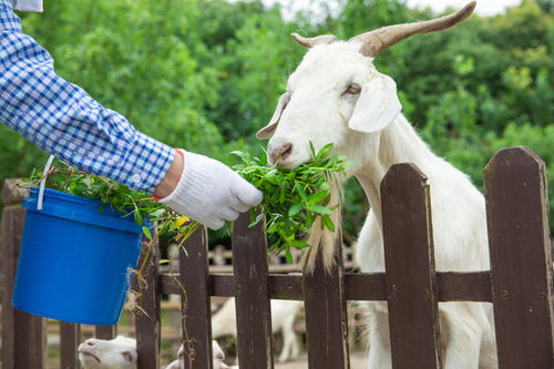 67年属羊男性2026年每月运势具体如何？