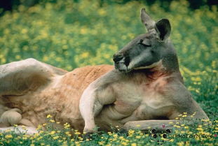 #1 袋鼠岛( Kangaroo Island) —— 野生动物自助餐