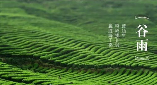 谷雨风水俗语有哪些，能分享一下吗？