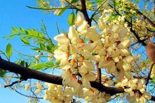 先说说那些“官方”推荐的…（别指望太好）