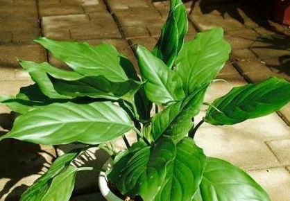 万年青：懒人必备的招财树