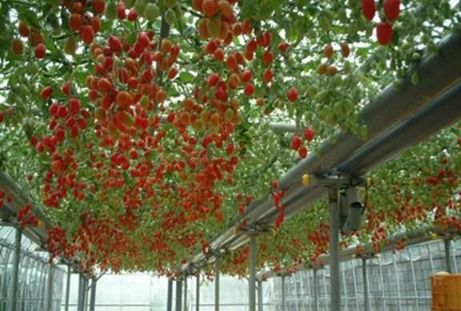 家里种番茄对风水有影响吗？