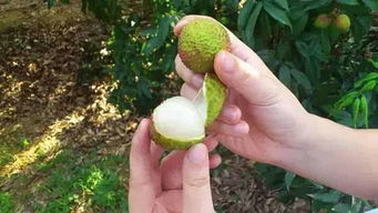 真实故事：我的增城水果历险记