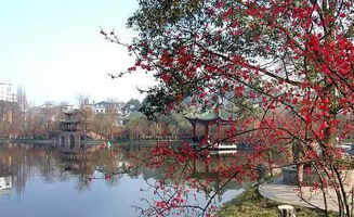 春日庄公园赏花正当时这浪漫时光，你不想一起加入吗？