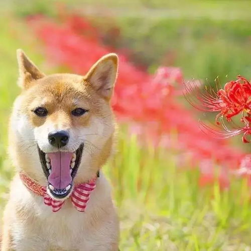 回眸一笑和会心一笑分别对应哪个生肖？生肖解析的含义是什么？